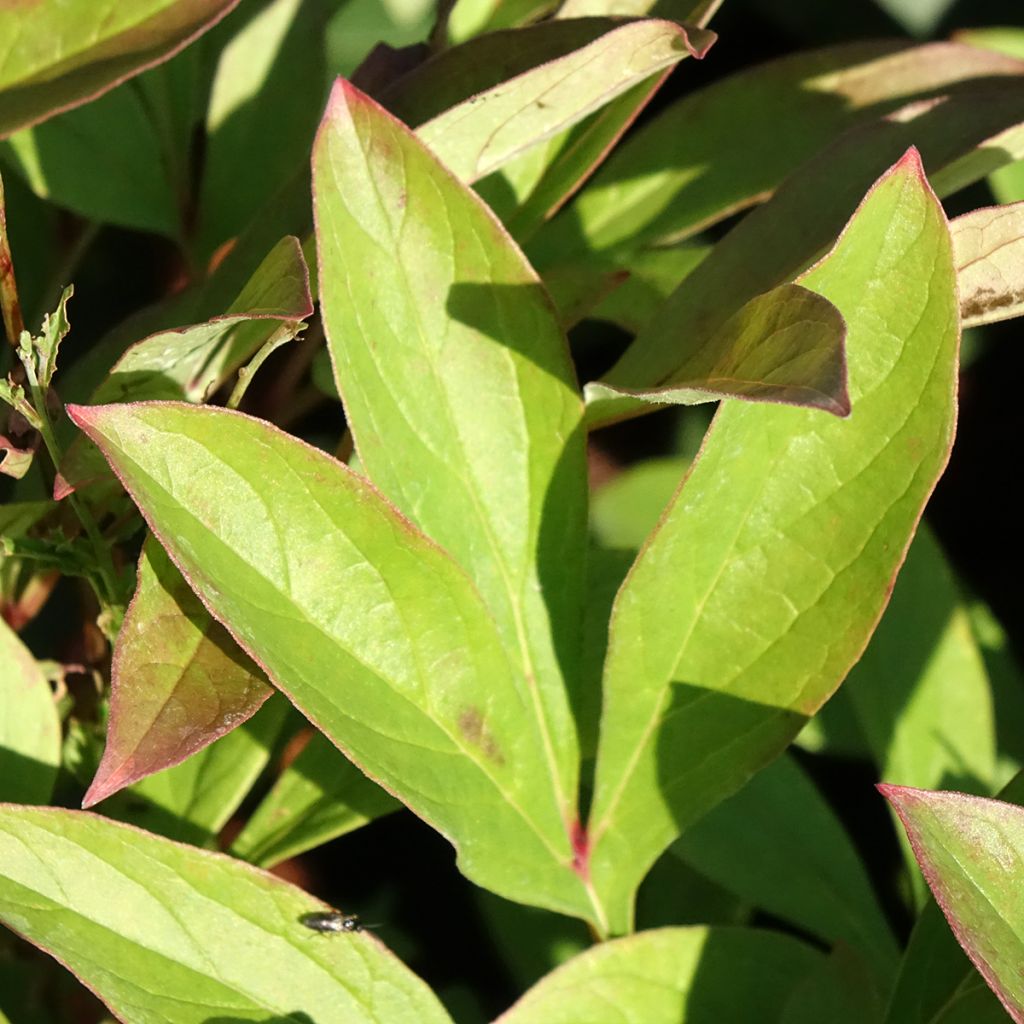 Peónia chinesa Amabilis