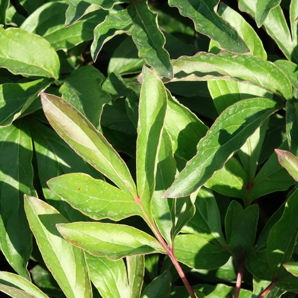 Peónia chinesa Boule de Neige