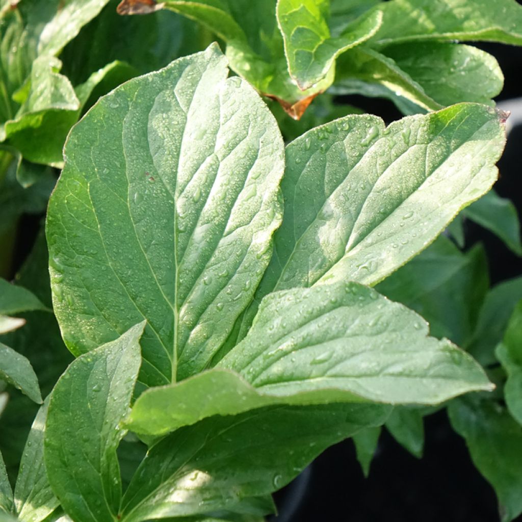 Peónia chinesa Buckeye Belle