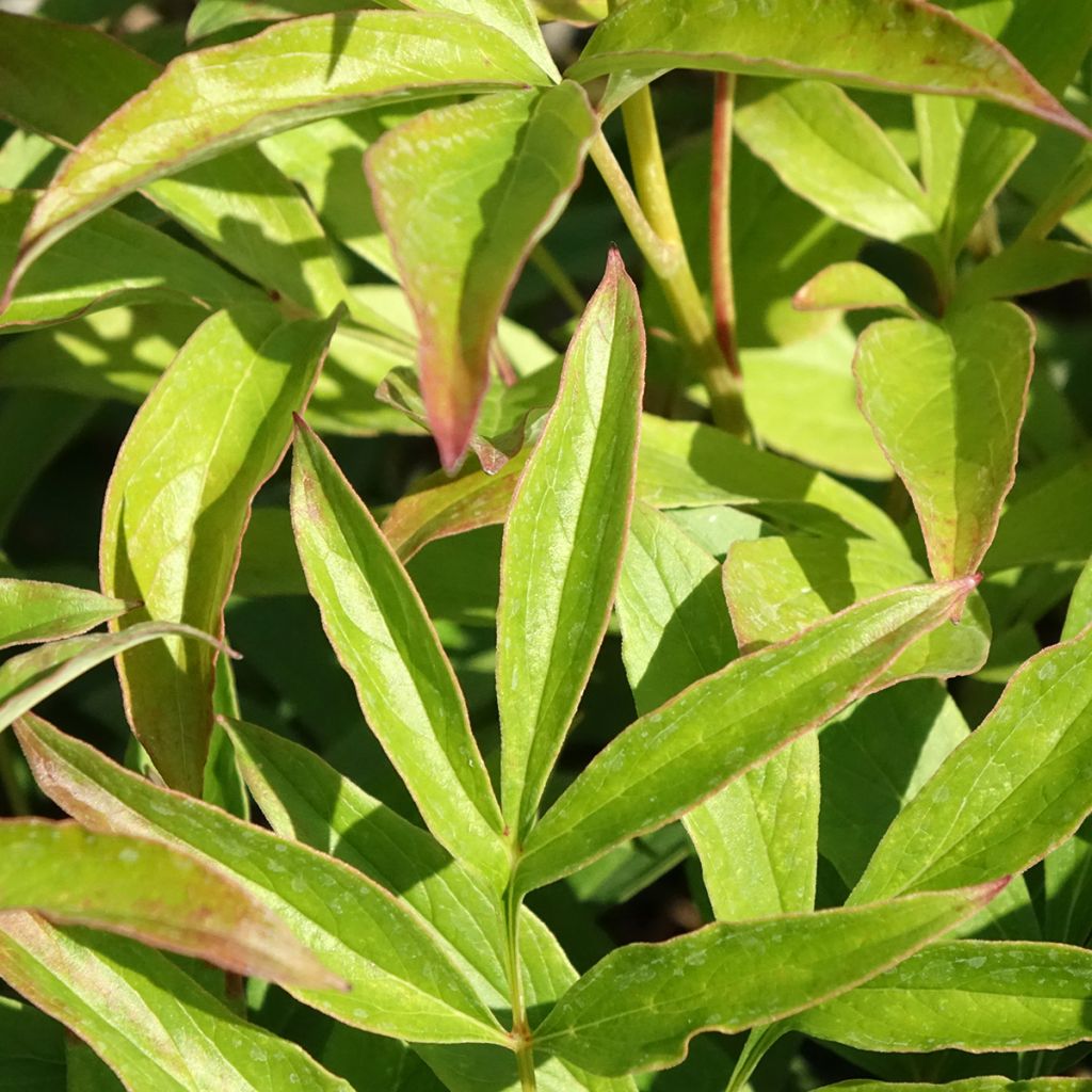 Peónia chinesa Chiffon Parfait