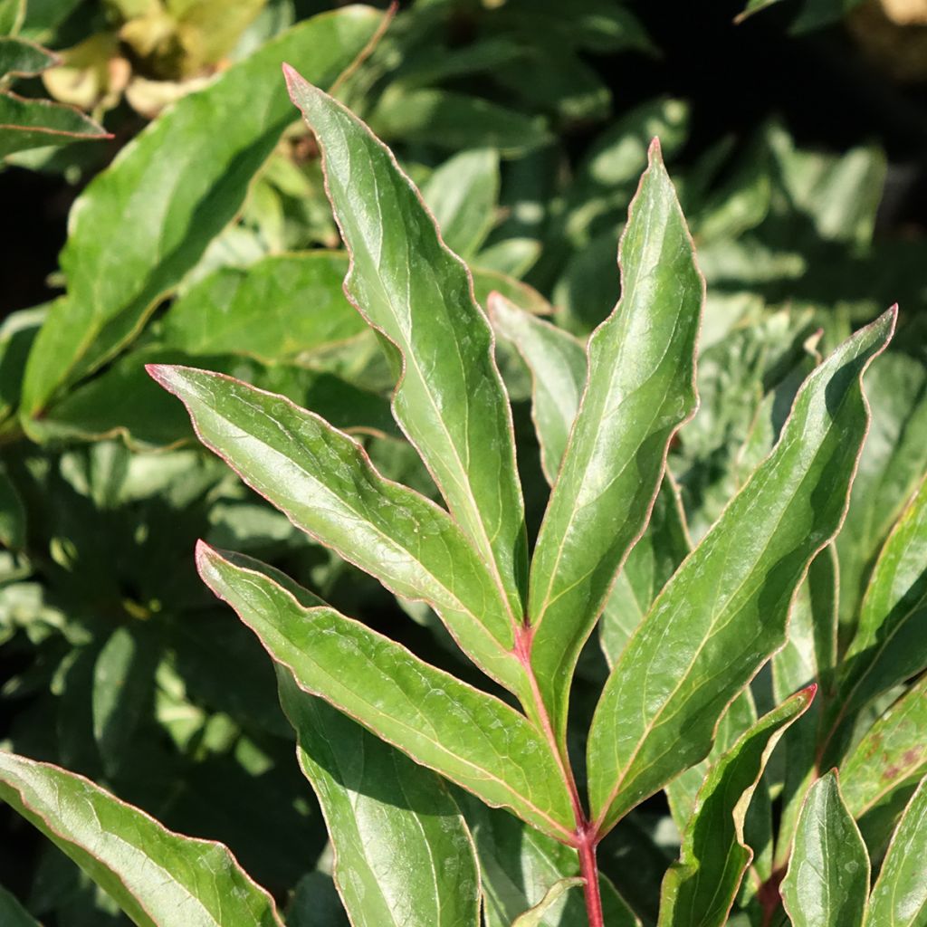 Peónia chinesa Coral Magic