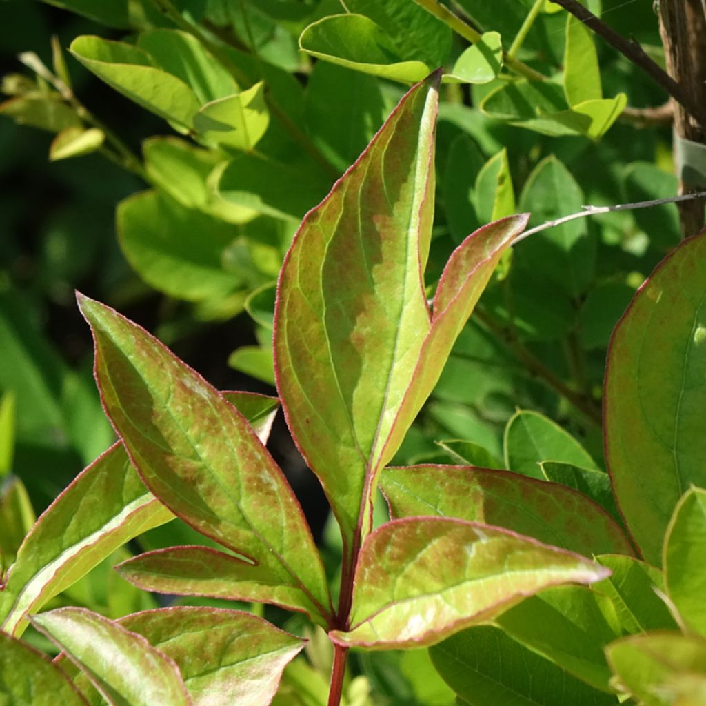 Peónia chinesa Doreen