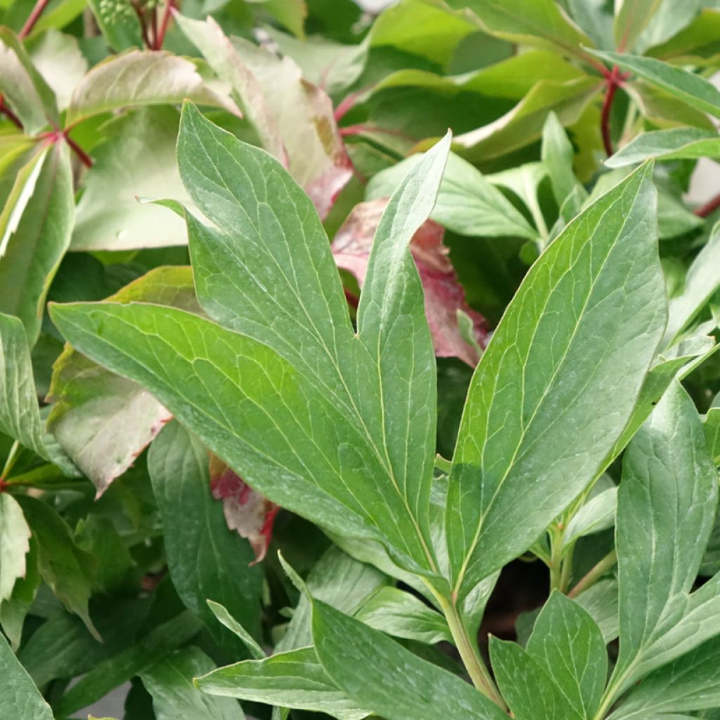 Peónia chinesa Early Flamingo