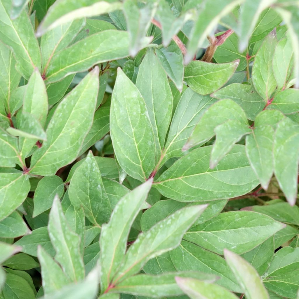 Peónia chinesa Françoise Ortegat