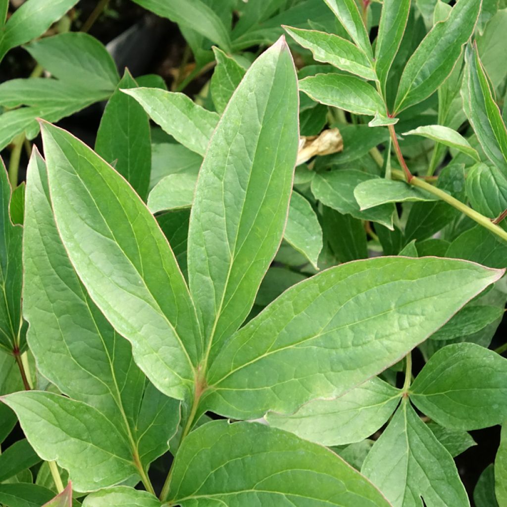 Peónia chinesa Fringed Ivory