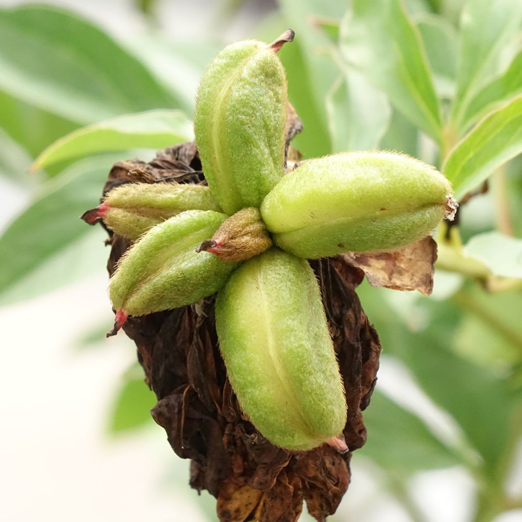 Peónia chinesa Fringed Ivory