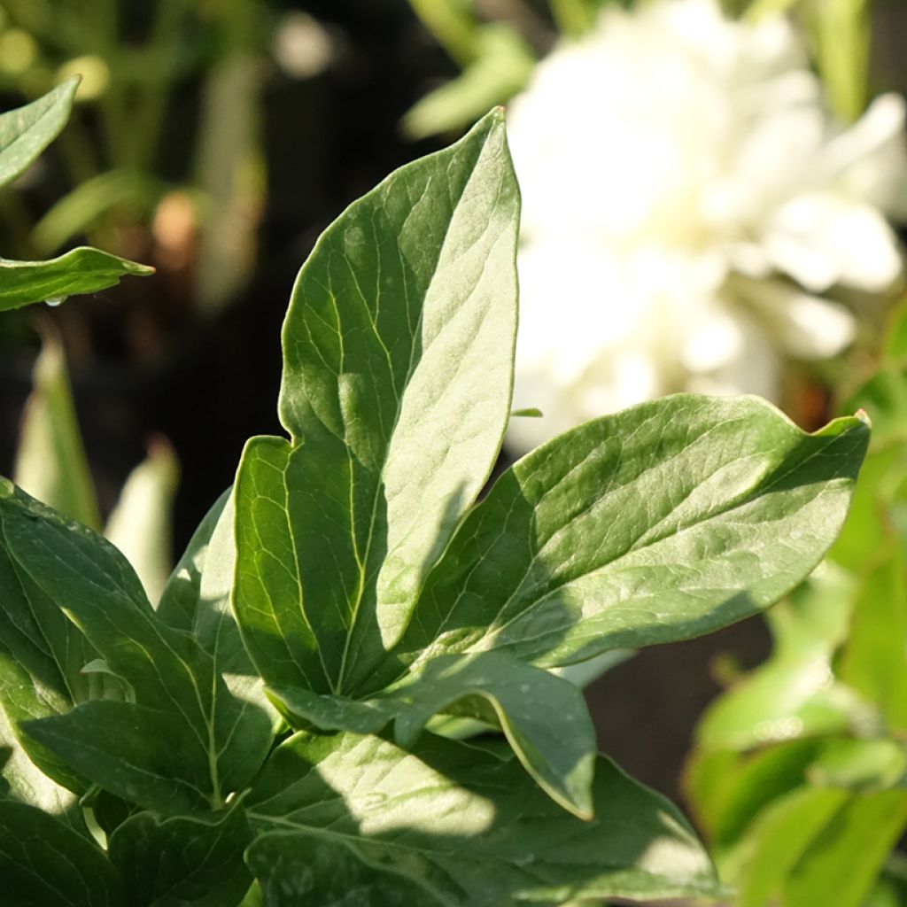 Peónia chinesa Bockstoce