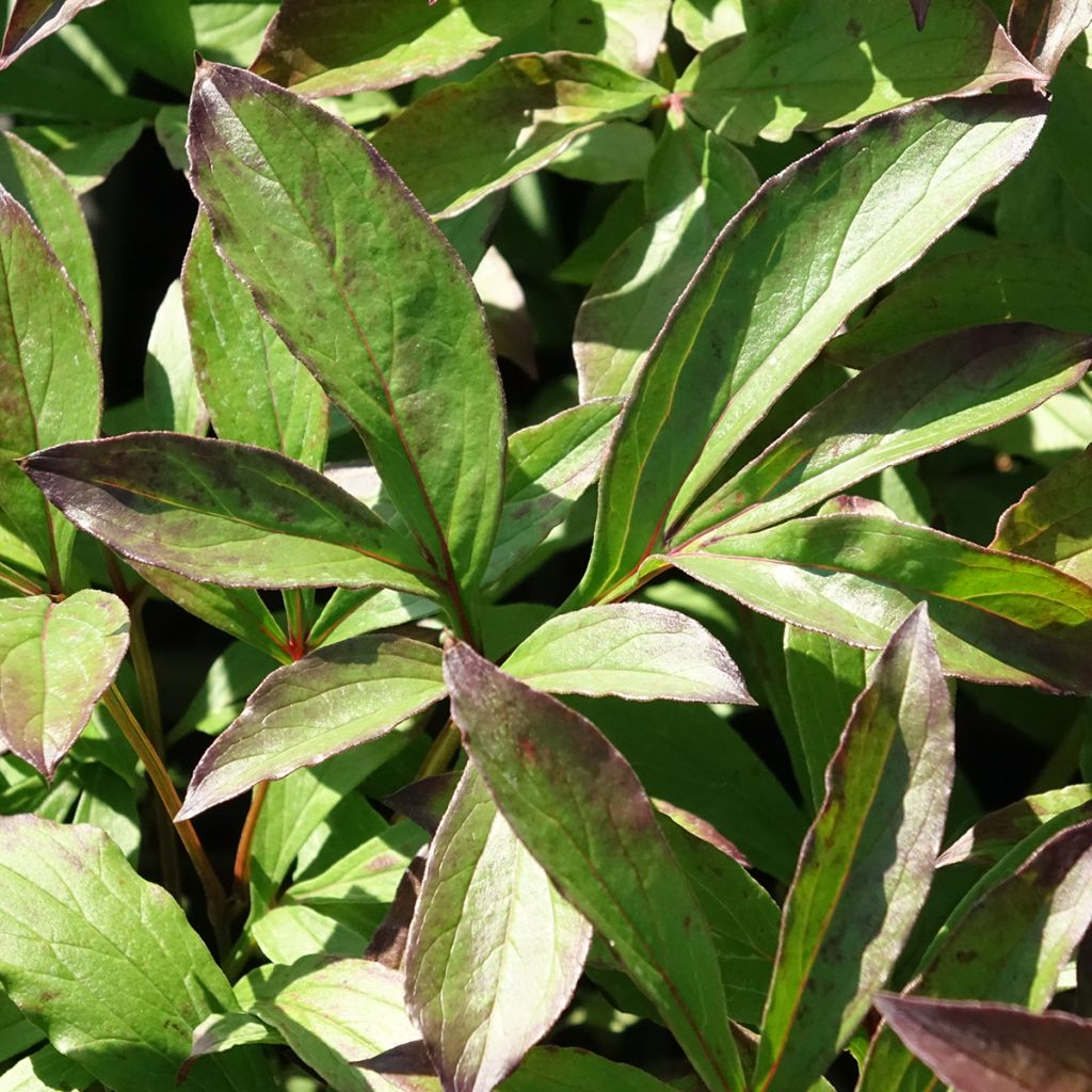 Peónia chinesa Jacorma