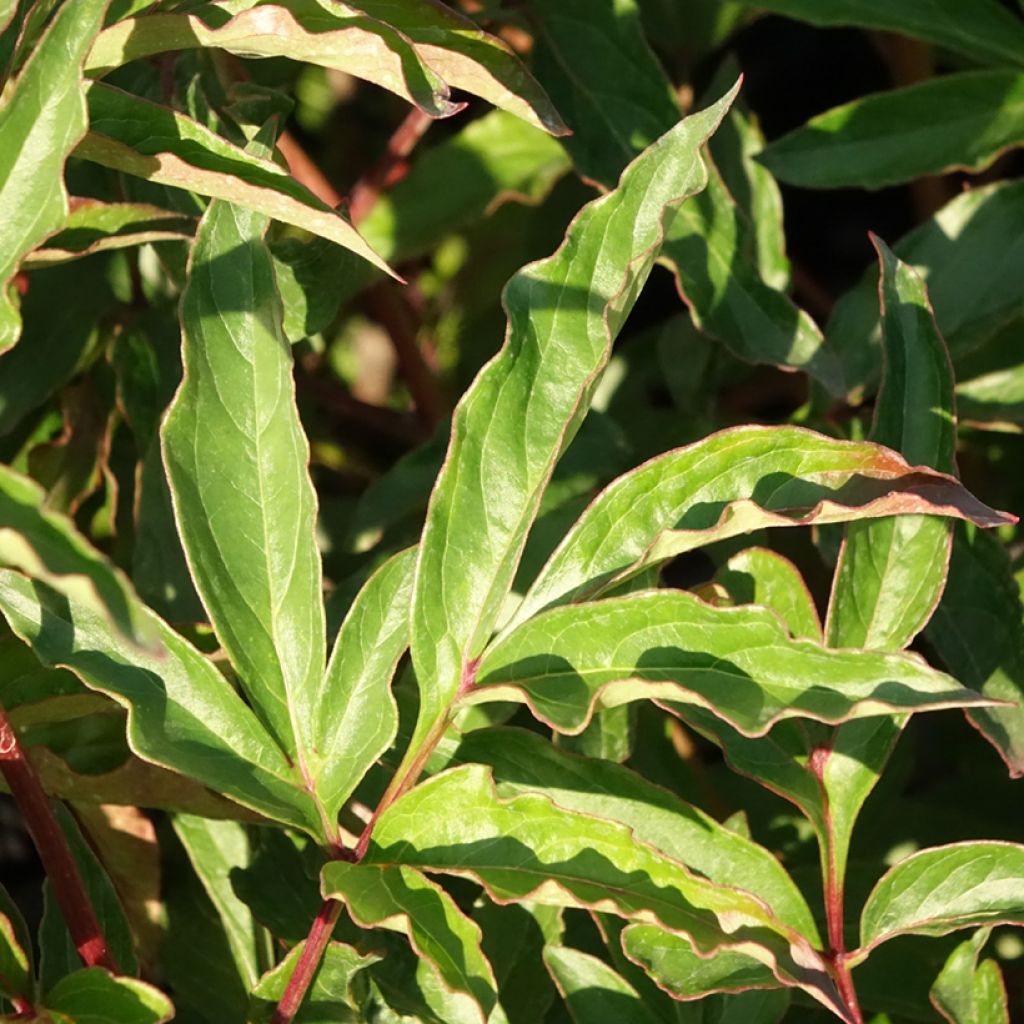 Peónia chinesa Marie lemoine