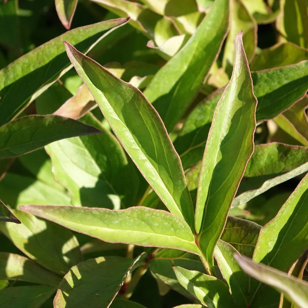 Peónia chinesa Mistress
