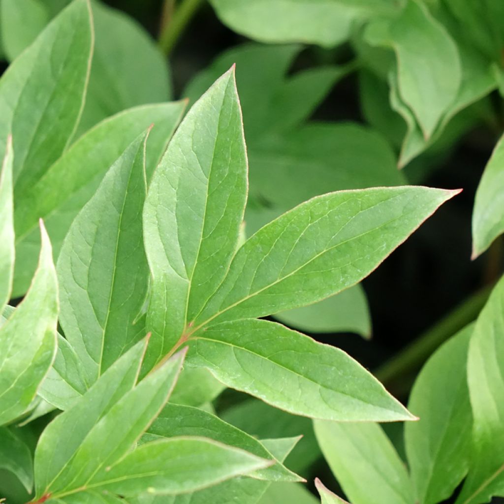 Peónia chinesa Puffed Cotton