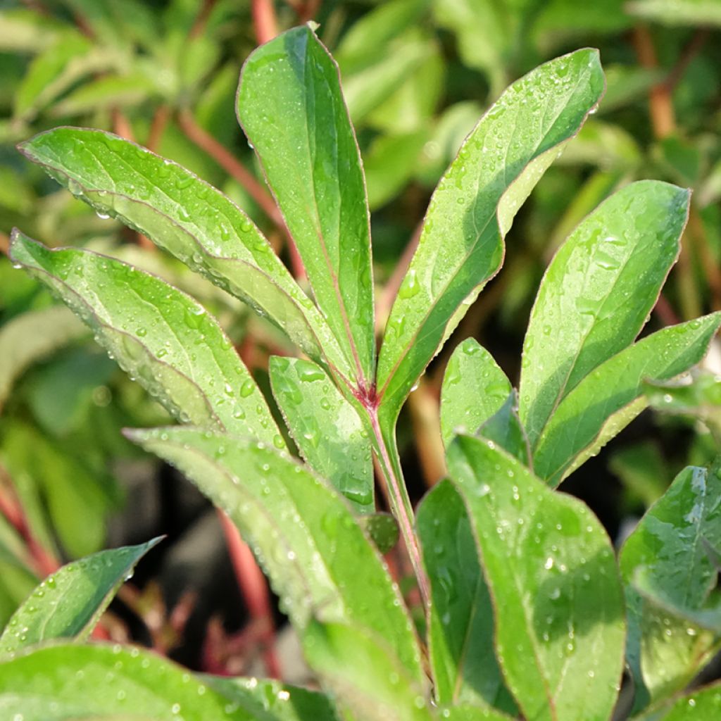 Peónia chinesa Konigin Wilhelmina