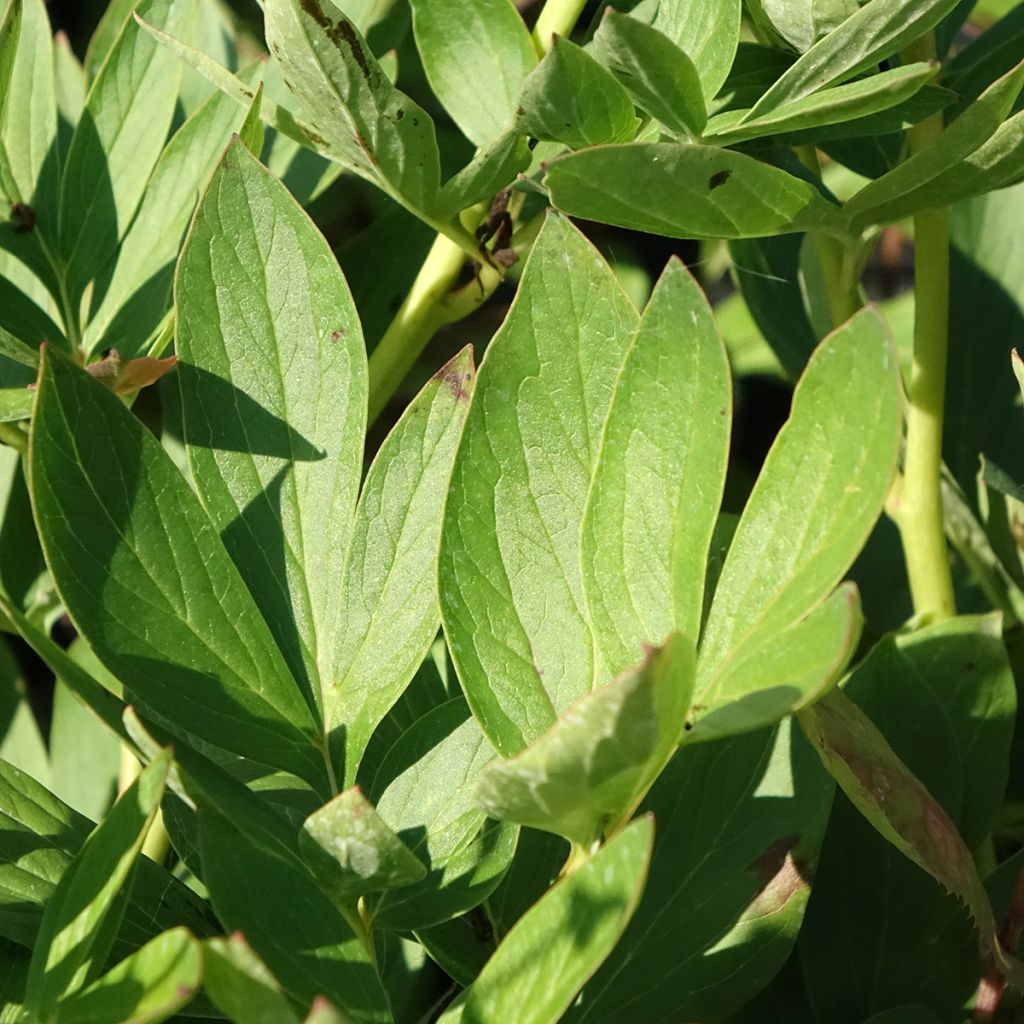 Peónia chinesa Tom Cat