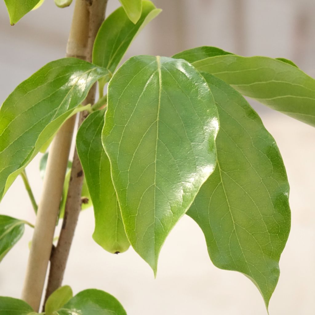 Diospireiro Budapest - Diospyros kaki