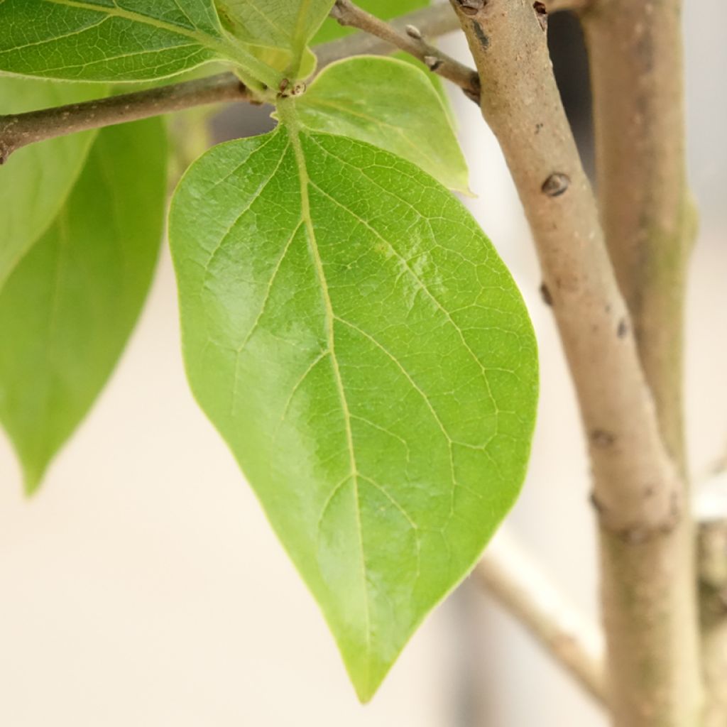 Diospireiro Cioccolatino - Diospyros kaki