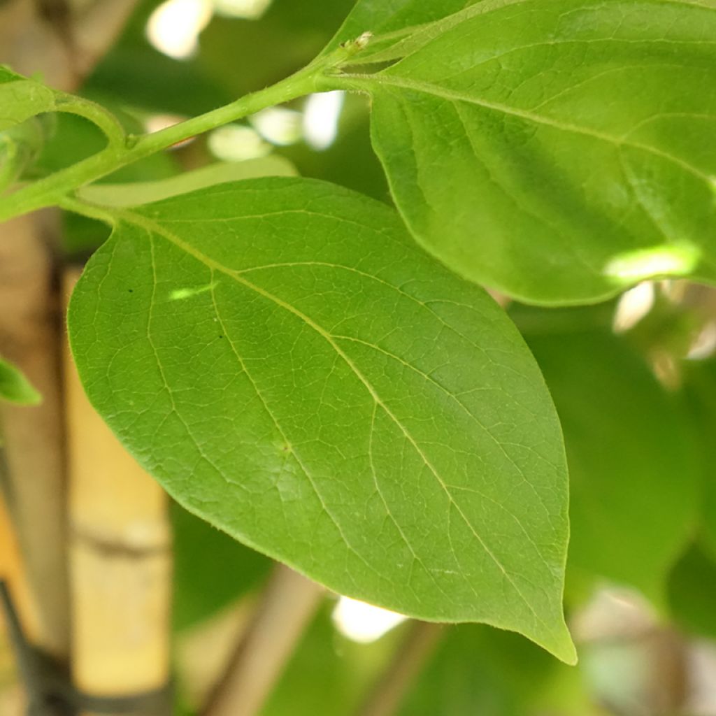 Diospireiro Vaniglia - Diospyros kaki