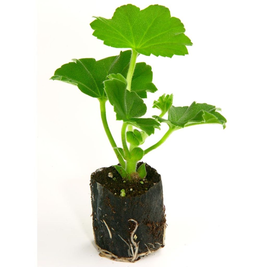 Kit plateau et mottes Fertiss 2 x 4 cm de Fertil : plateau de 150 mottes