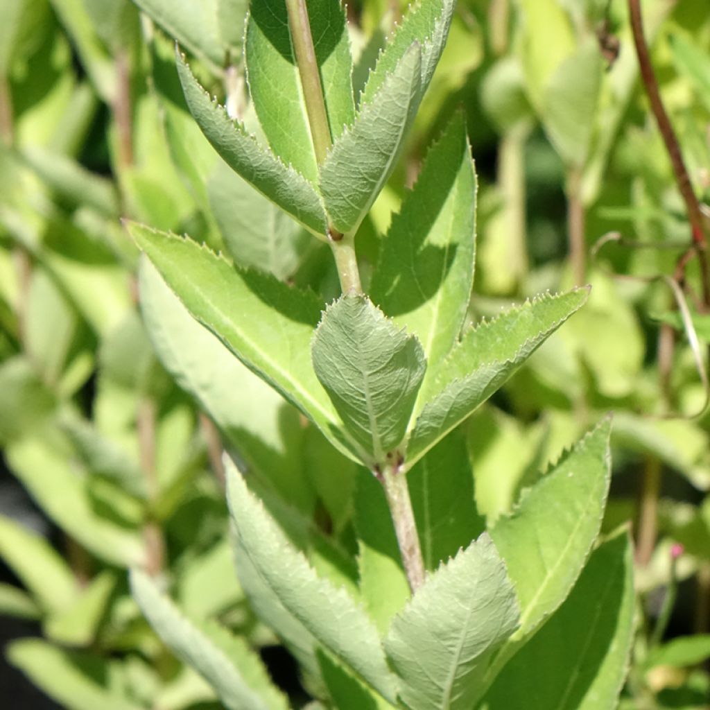 Platycodon grandiflorus Fuji Blue