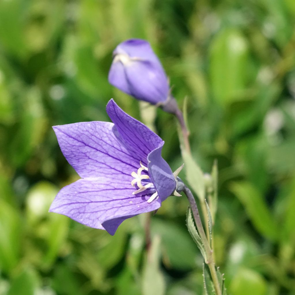 Platycodon grandiflorus Fuji Blue