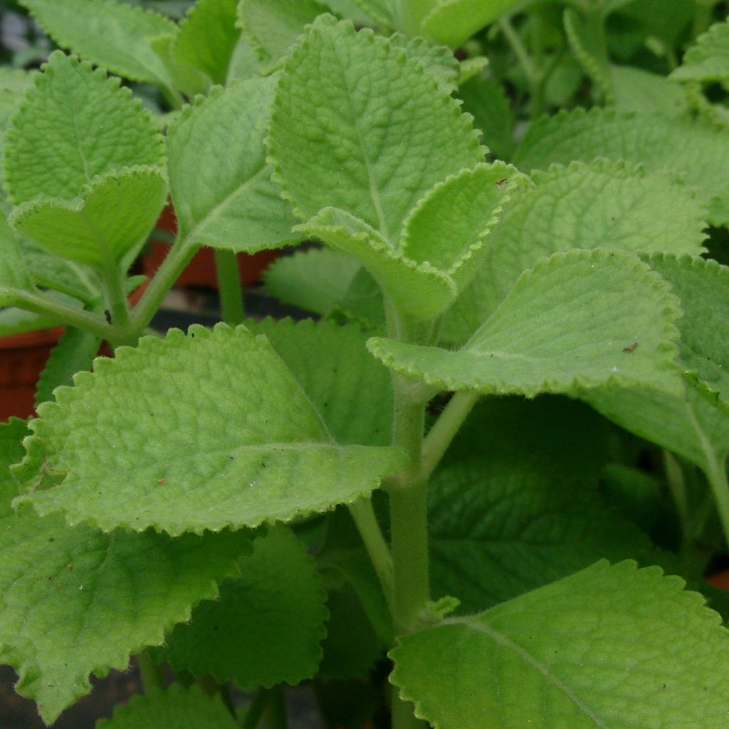 Gros thym antillais - Plectranthus amboinicus