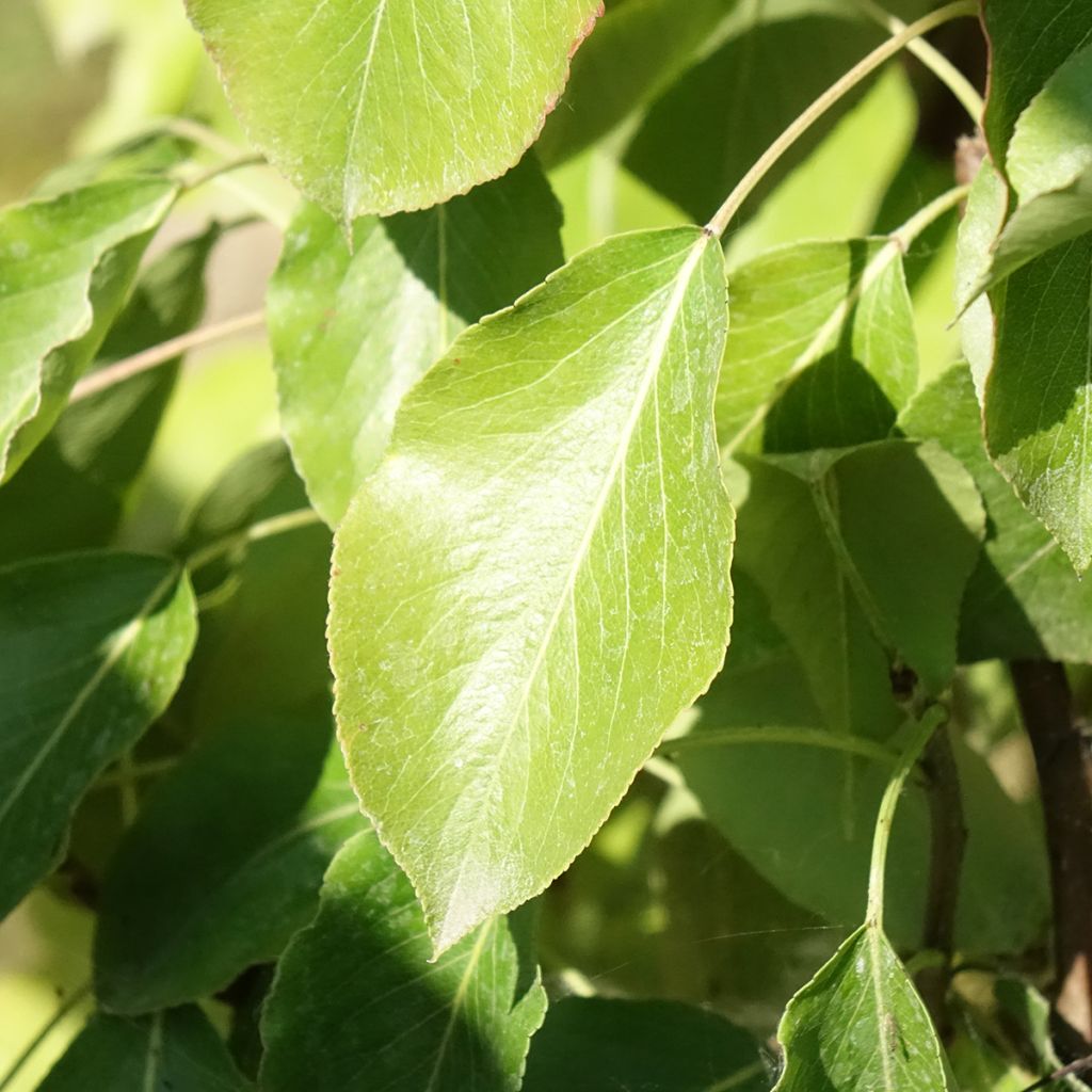 Pereira Delbard Gourmande Georges Delbard - Pyrus communis