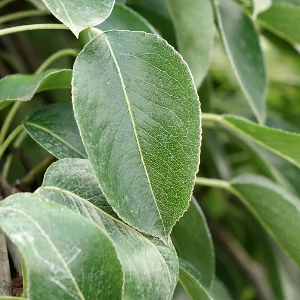 Pereira Fertilia Delbard - Pyrus communis