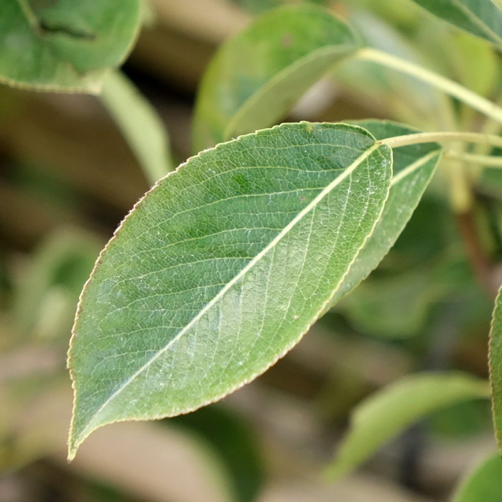 Pereira Fertilia Delbard - Pyrus communis