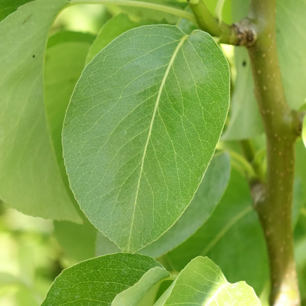 Pereira anã Condo - Pyrus communis