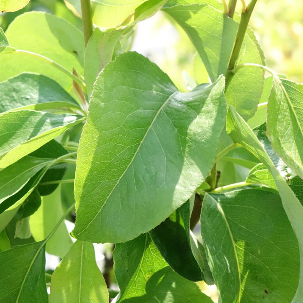 Pereira anã Fruit Me Pear Me Williams Bon-Chrétien - Pyrus communis