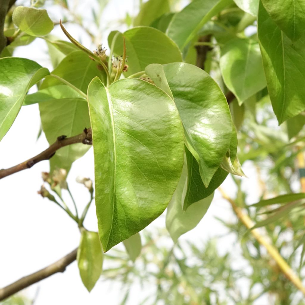 Perenboom Triomphe de Vienne