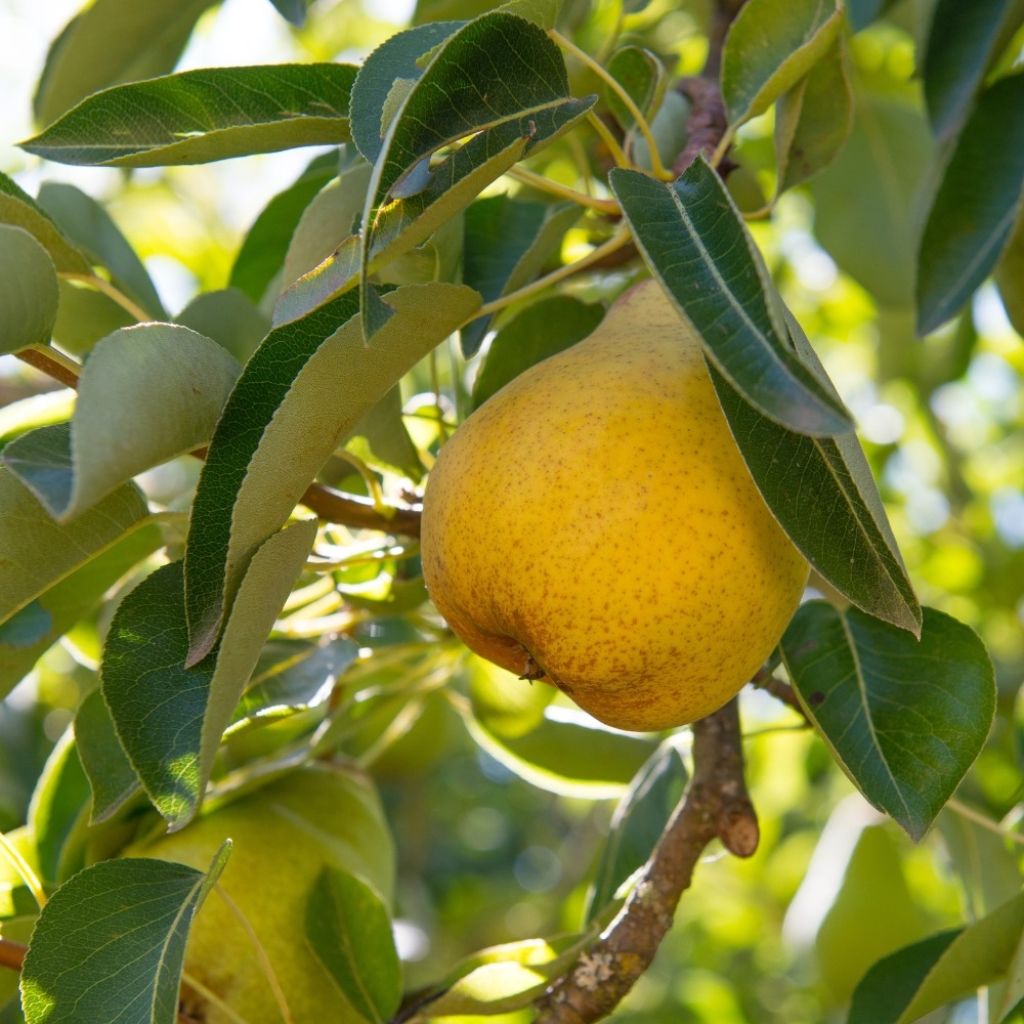 Perenboom Williams' Bon Chrétien