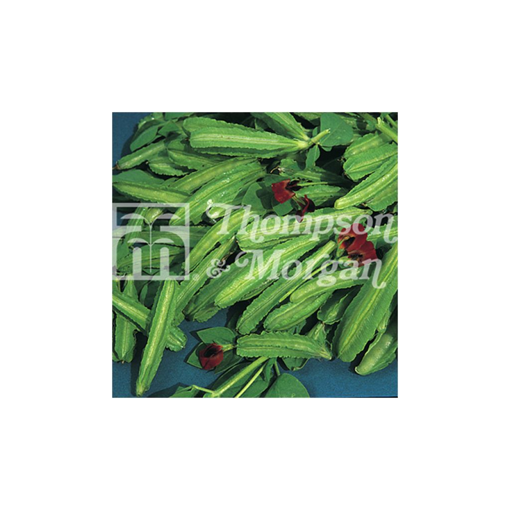 Pois Asperge