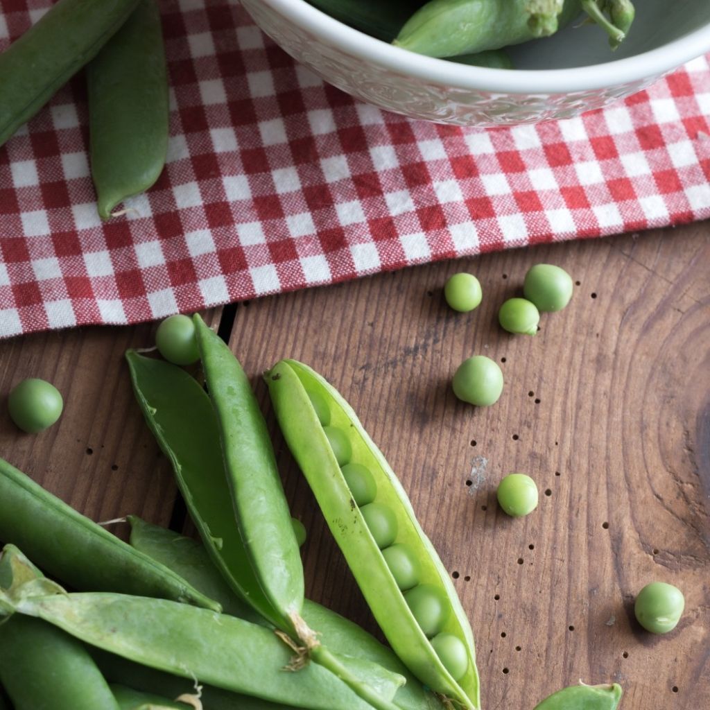 Ervilha anã Merveille de Kelvedon (grãos enrugados)
