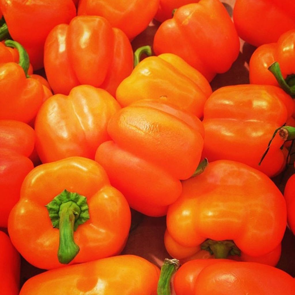 Poivron orange Oreny F1 en plants