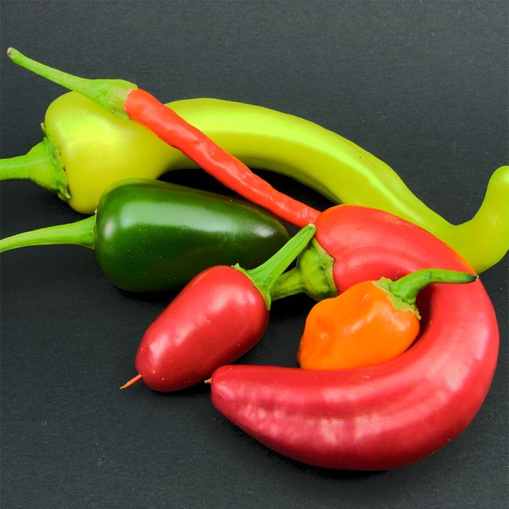 Pimento Sweet Banana Jaune Amarelo Claro