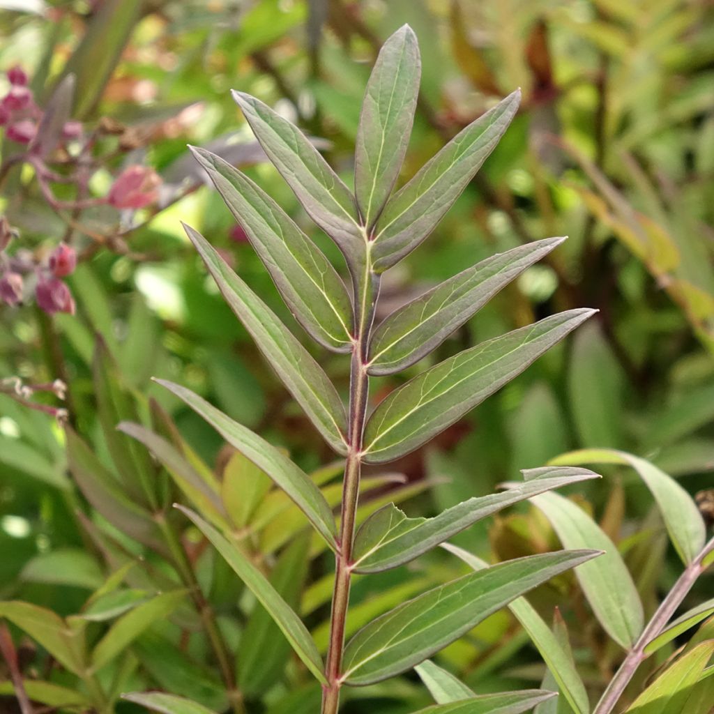 Polemonium reptans × yezoense Heaven Scent