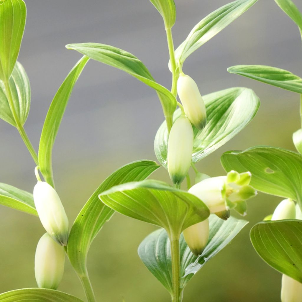 Polygonatum humile