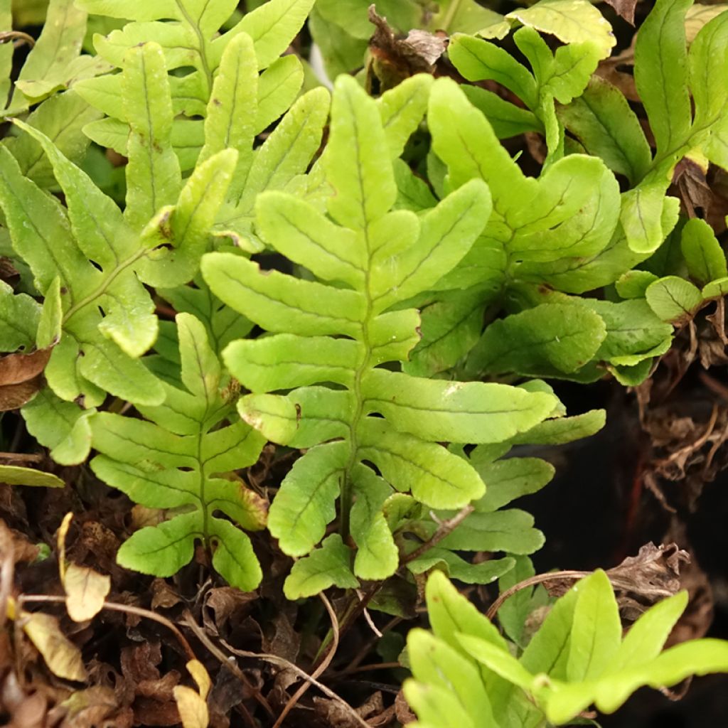Polypodium cambricum Whitley Giant