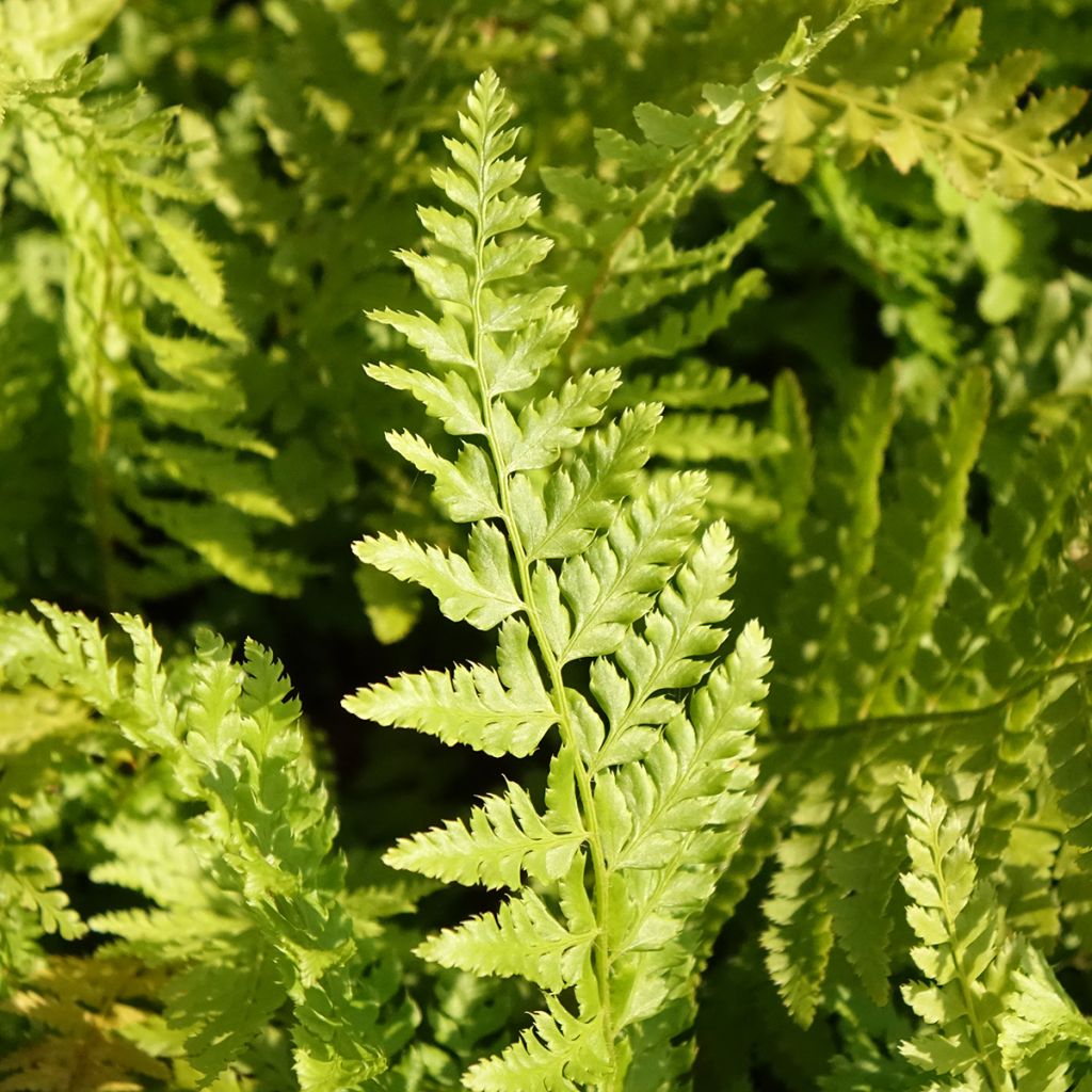 Polystichum braunii