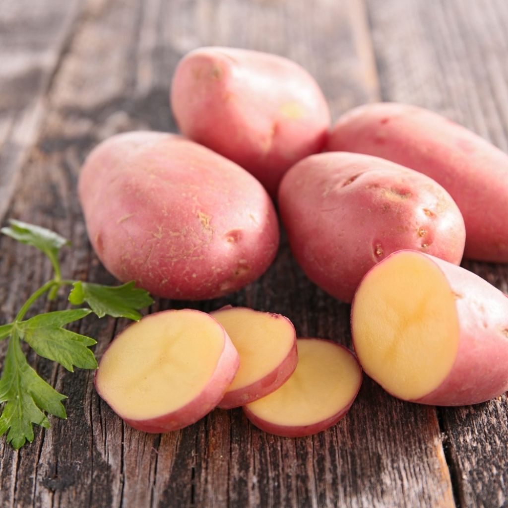 Pommes de terre Desiree - Solanum tuberosum