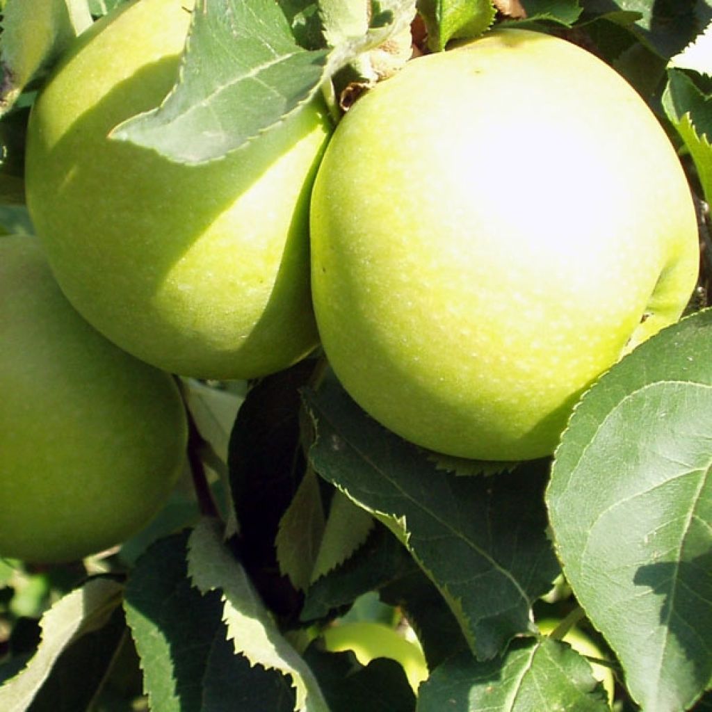 Pommier Golden Delicious - Malus domestica