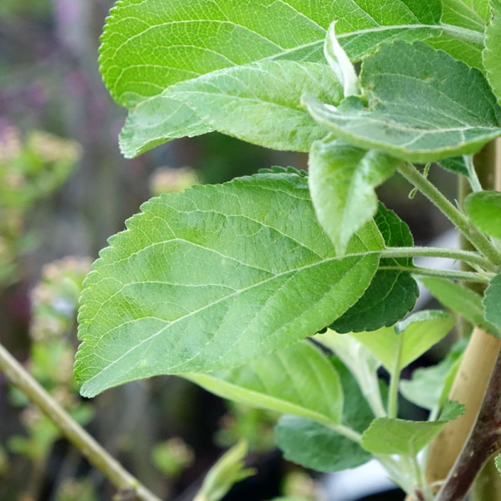 Macieira Ananas Berżenicki - Malus domestica (syn. communis ou pumila)
