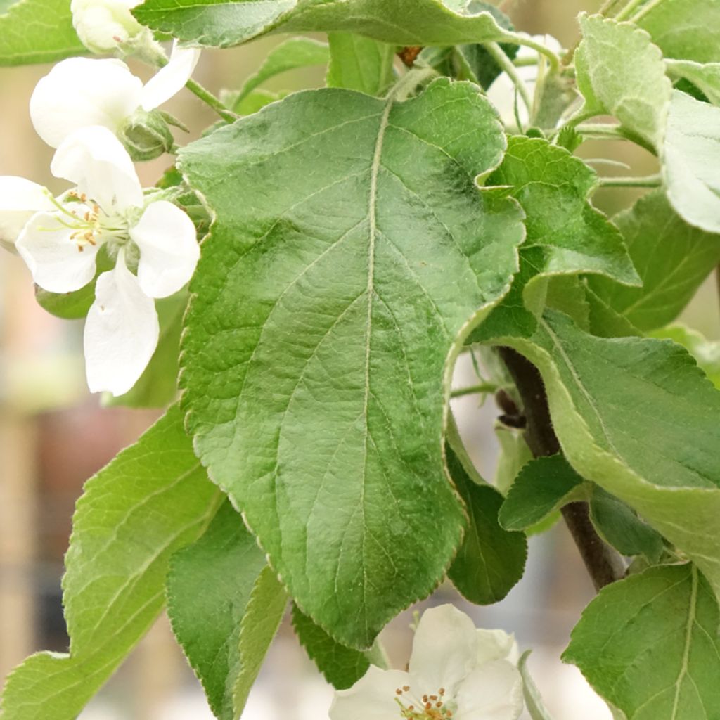 Macieira Antonówka - Malus domestica