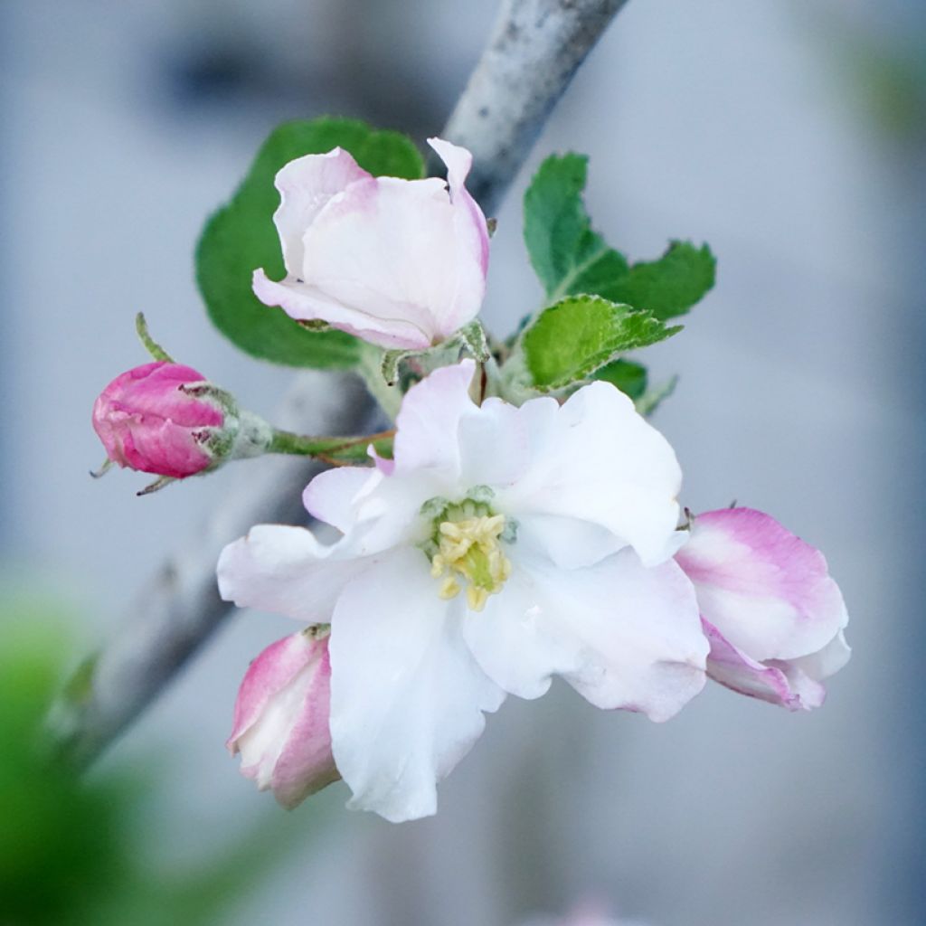 Macieira Belle de Boskoop Bio - Malus domestica