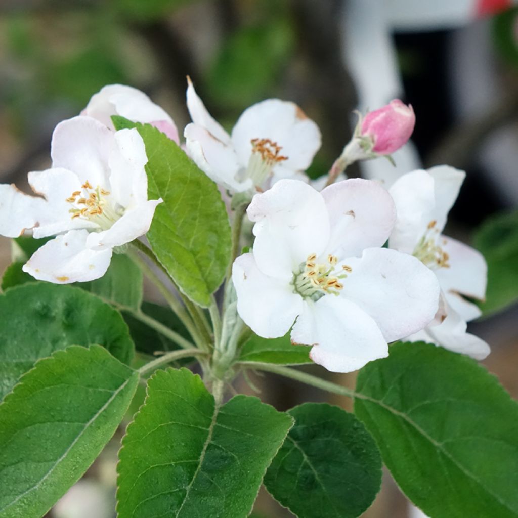Macieira Choupette - Malus domestica