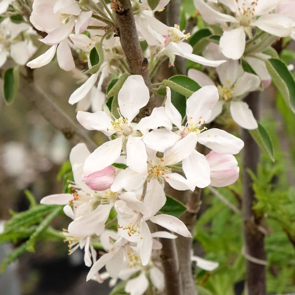 Macieira colunar Ballerina® Polka - Malus domestica