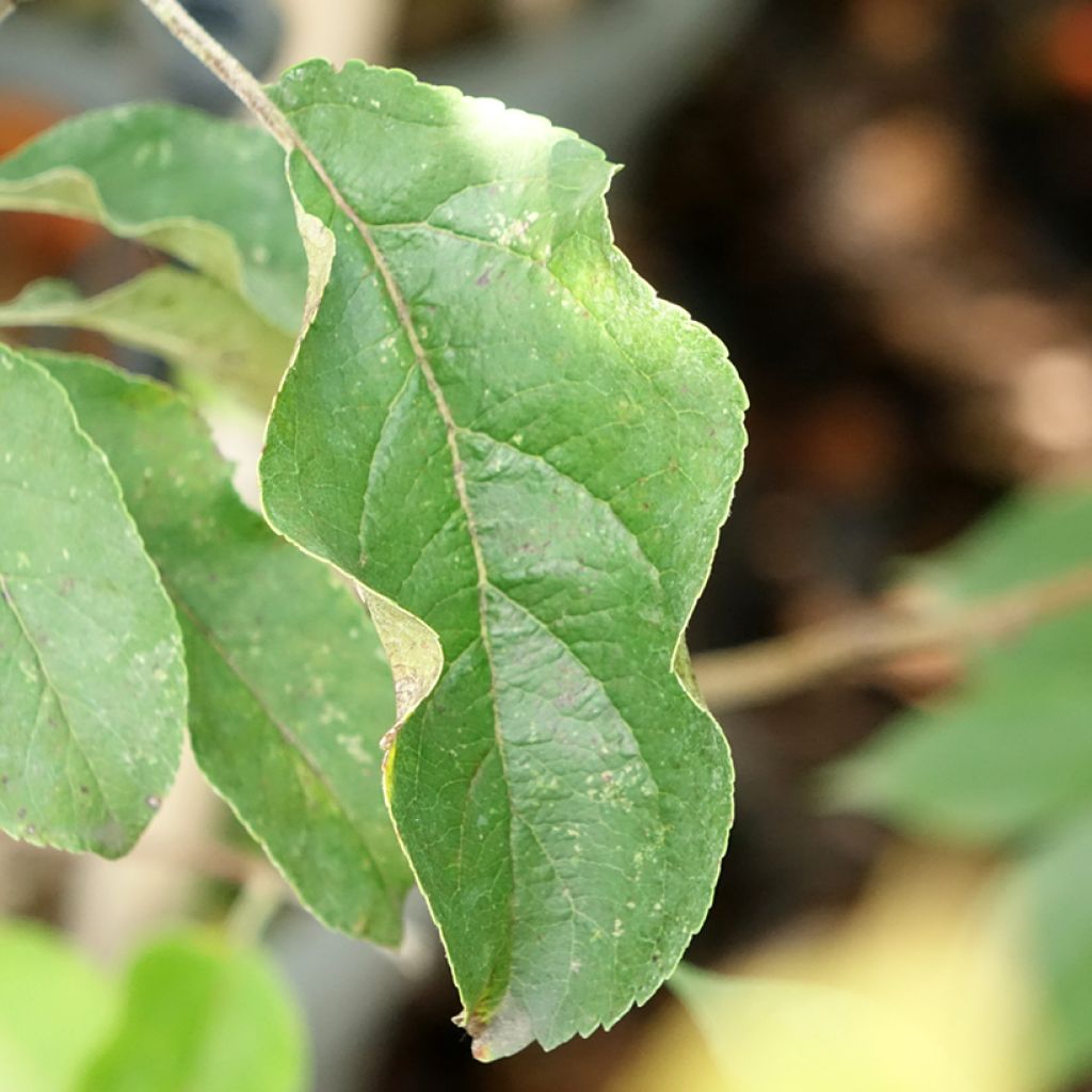 Macieira Chinon colunar Georges Delbard - Malus domestica