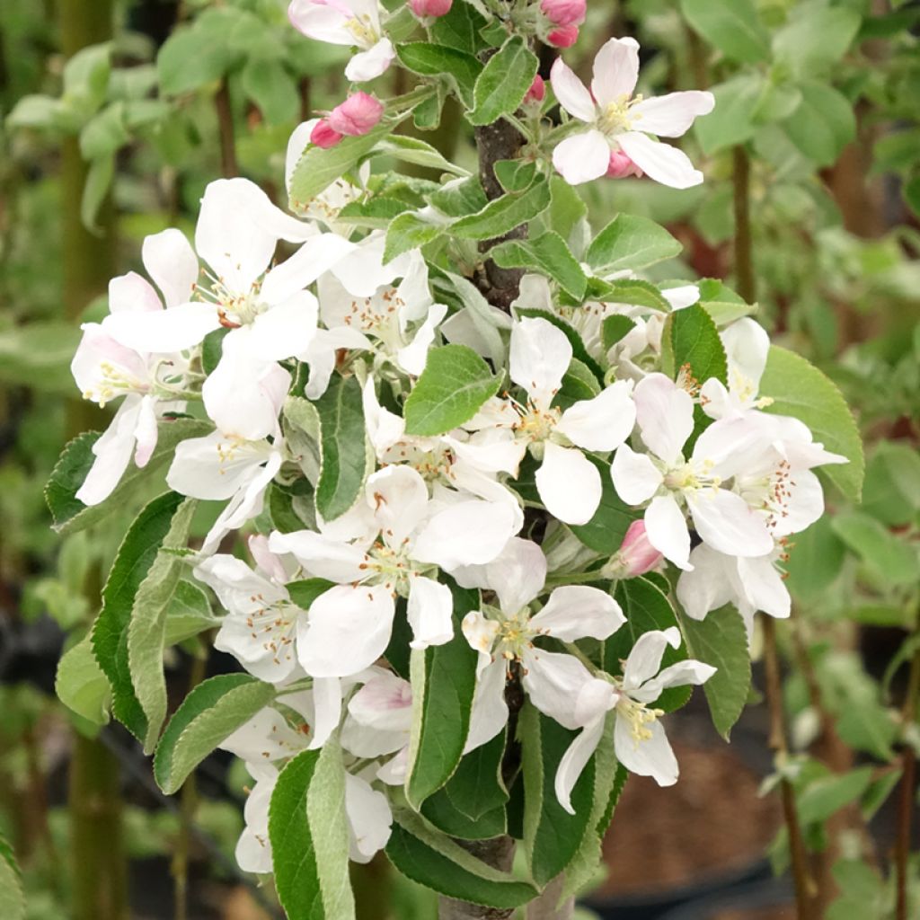 Macieira colunar Bolero - Malus domestica