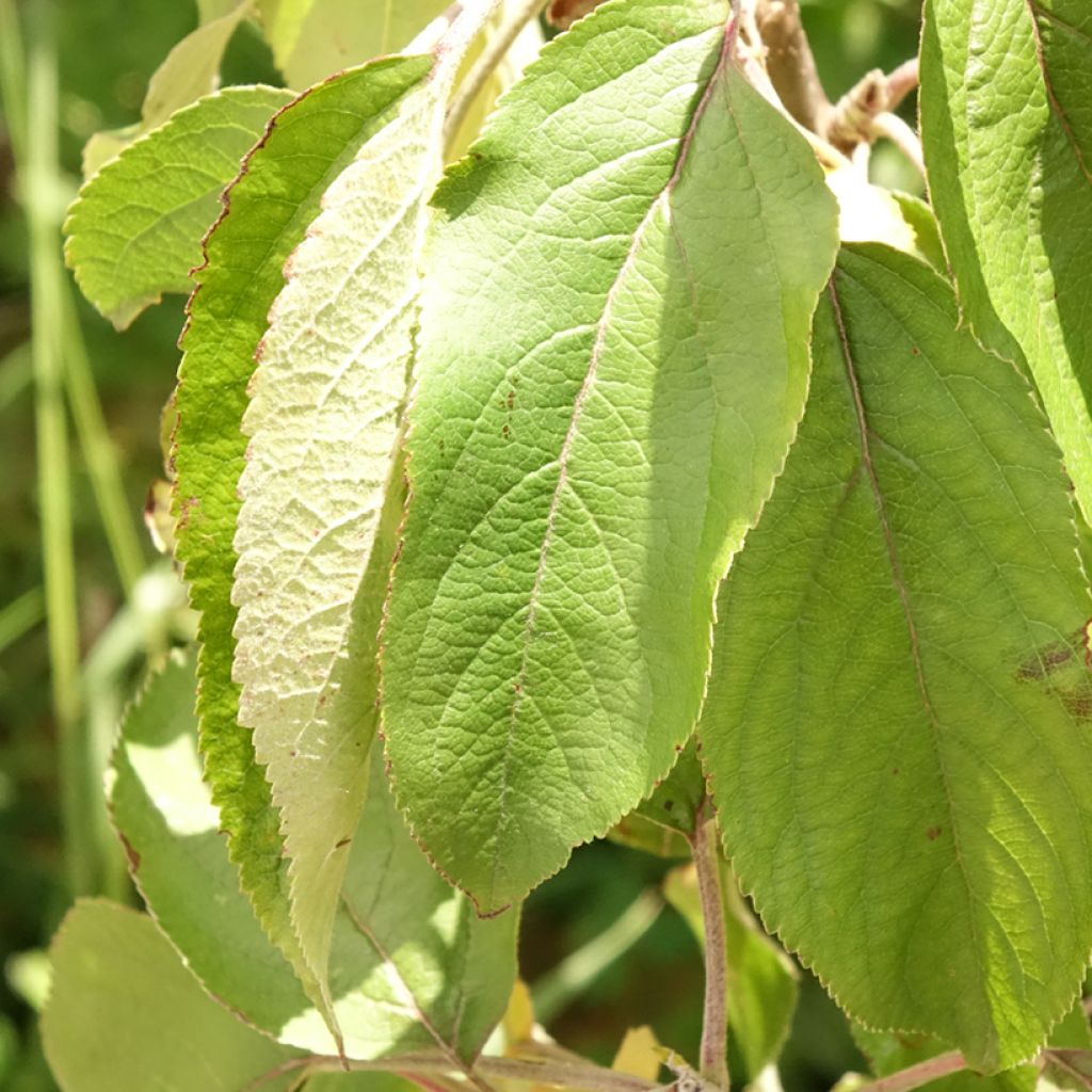 Macieira Villandry Georges Delbard - Malus domestica
