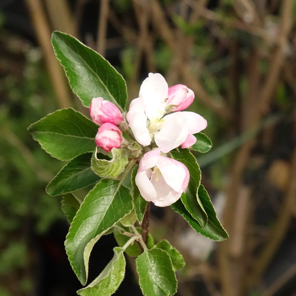 Appelboom Cox's Orange Pippin